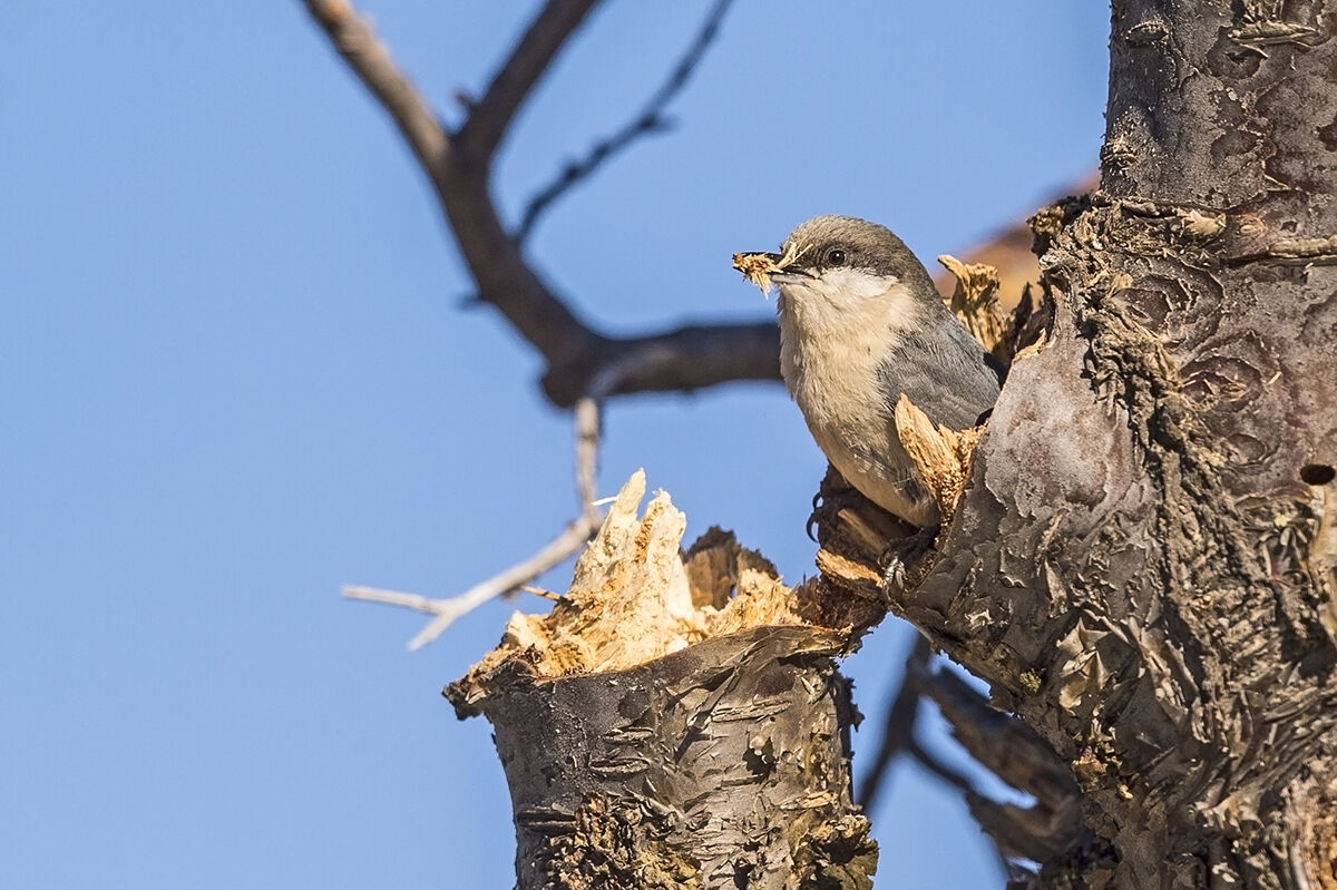 Pygmy_nuthatch_Estes_Park_2017_2